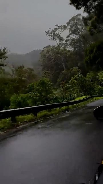 Fredo de Gaultier - Sparrow in the Rain #Switzerland #road #rain #rabe #ruze #forest смотреть онлайн