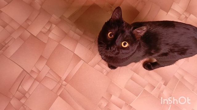 все мои цветущие орхидеи и не только 😊🙏новая орхидея расцвела 😍❤ смотреть онлайн