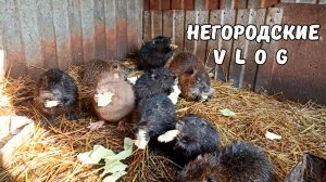 НУТРЯТА и вкусняшки. Настырный грызун. 10.11.25