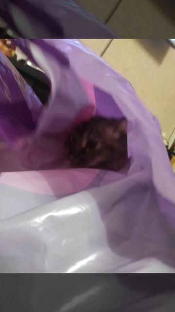 Эдит кошке смотреть онлайн