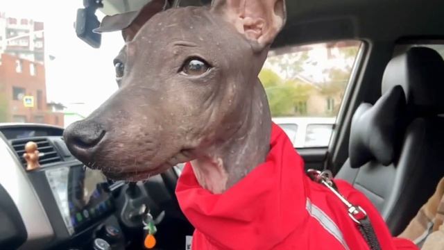 Жизнь с АГТ | ставим столбы для забора смотреть онлайн