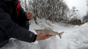 Хариус в феврале 2. Горек хлеб поисковика.