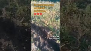 Очень плохой урожай картошки в этом году посадил больше чем выкопал. #картофель #сад #дача #дядявитя