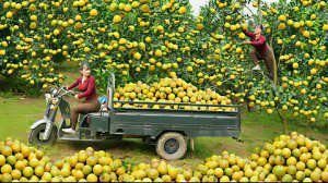 Собираю спелые и сладкие апельсины и везу их на грузовике продавать на местный рынок. Вьетнам