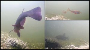 Под водой #13