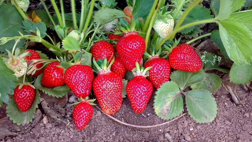 ✨️Дела насущные,и нужные!✨️Может кому-то, будет полезной информация!✨️ смотреть онлайн