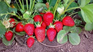 ✨️Дела насущные,и нужные!✨️Может кому-то, будет полезной информация!✨️