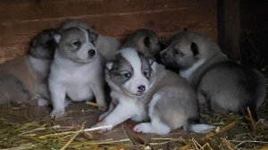 Лосиная подкормка