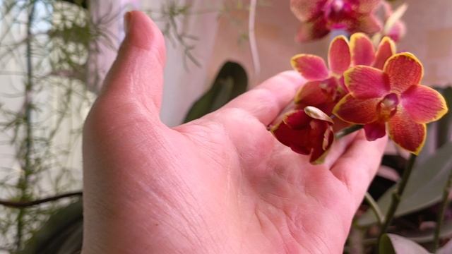 Приобрела сегодня вот такую милую красавицу 🤗🙏🙏любовь с первого взгляда как говорится 😍
#орхидея смотреть онлайн