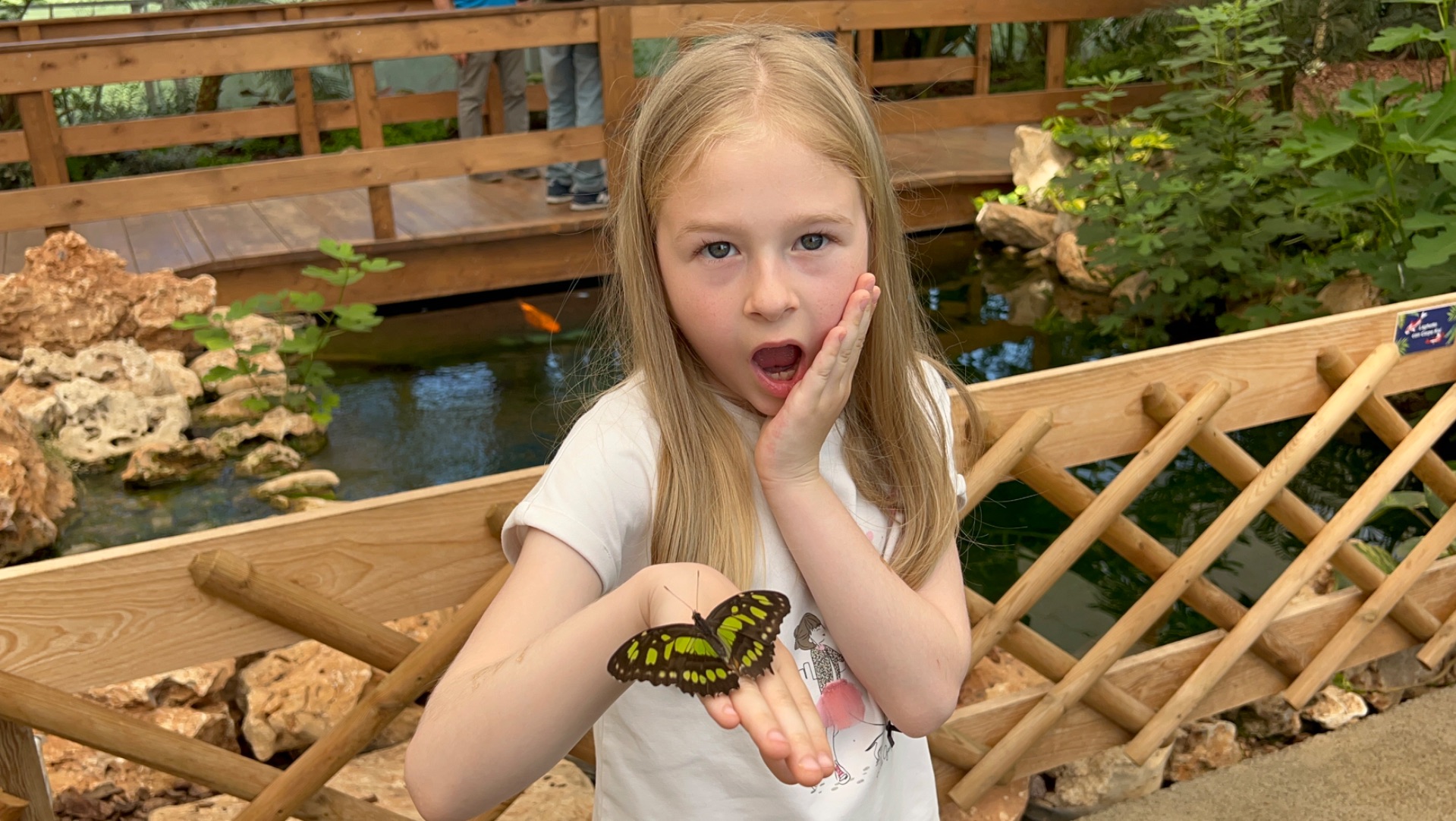 Путешествие в мир бабочек смотреть онлайн