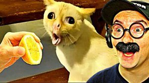 100 САМЫХ СМЕШНЫХ ВИДЕО (7 Выпуск)