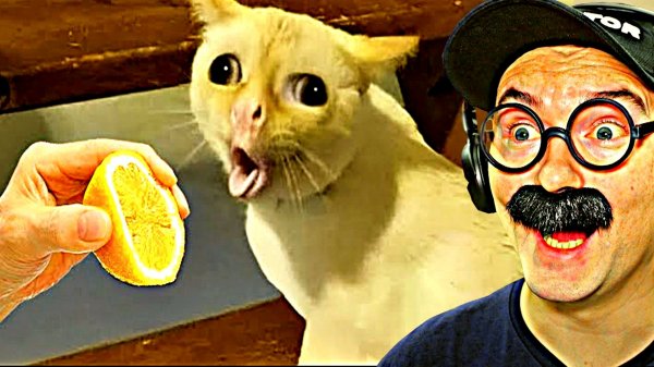 100 САМЫХ СМЕШНЫХ ВИДЕО (7 Выпуск)