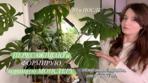 Пересадка большой Монстеры с формированием и Обзор нового Пылесоса BQ VCA1004W