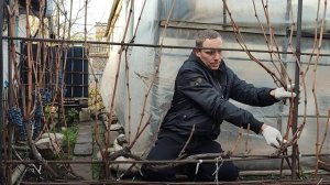 Горизонтальный кордон. Продажа черенков винограда по РФ. Евгений РОМАН.
