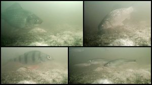 Под водой #21