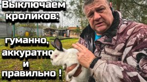 Кролики: Живой вес, чистое мясо и процентное соотношение!