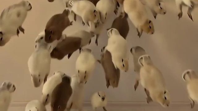 капибары.mp4