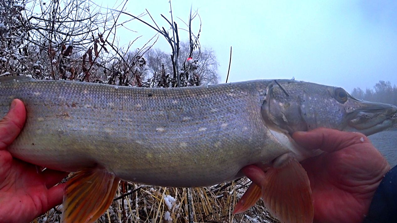 ЩУКИ на ЖИВЦА на ПОПЛАВОК ! Ловля щуки на живца в ноябре ! Рыбалка на живца! смотреть онлайн