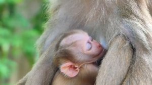 Для молодой макаки нет ничего важнее сна и кормления детёныша, ухода за собой... 1000041453.mp4