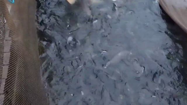 video_2025-11-18_09-22-47 смотреть онлайн