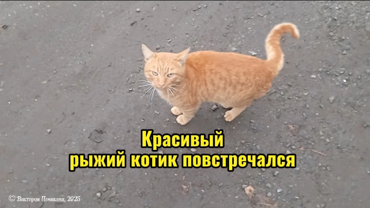 Красивый рыжий котик повстречался по дороге из магазина смотреть онлайн