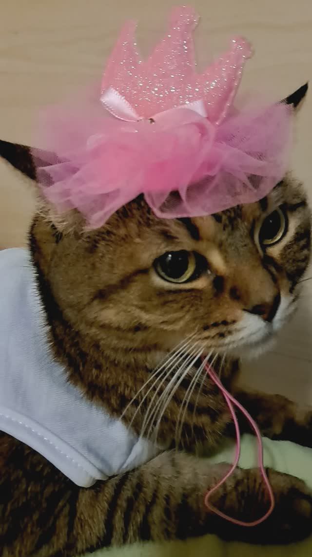 Кошка Лиза на дне рождения)))😍😍😍 смотреть онлайн