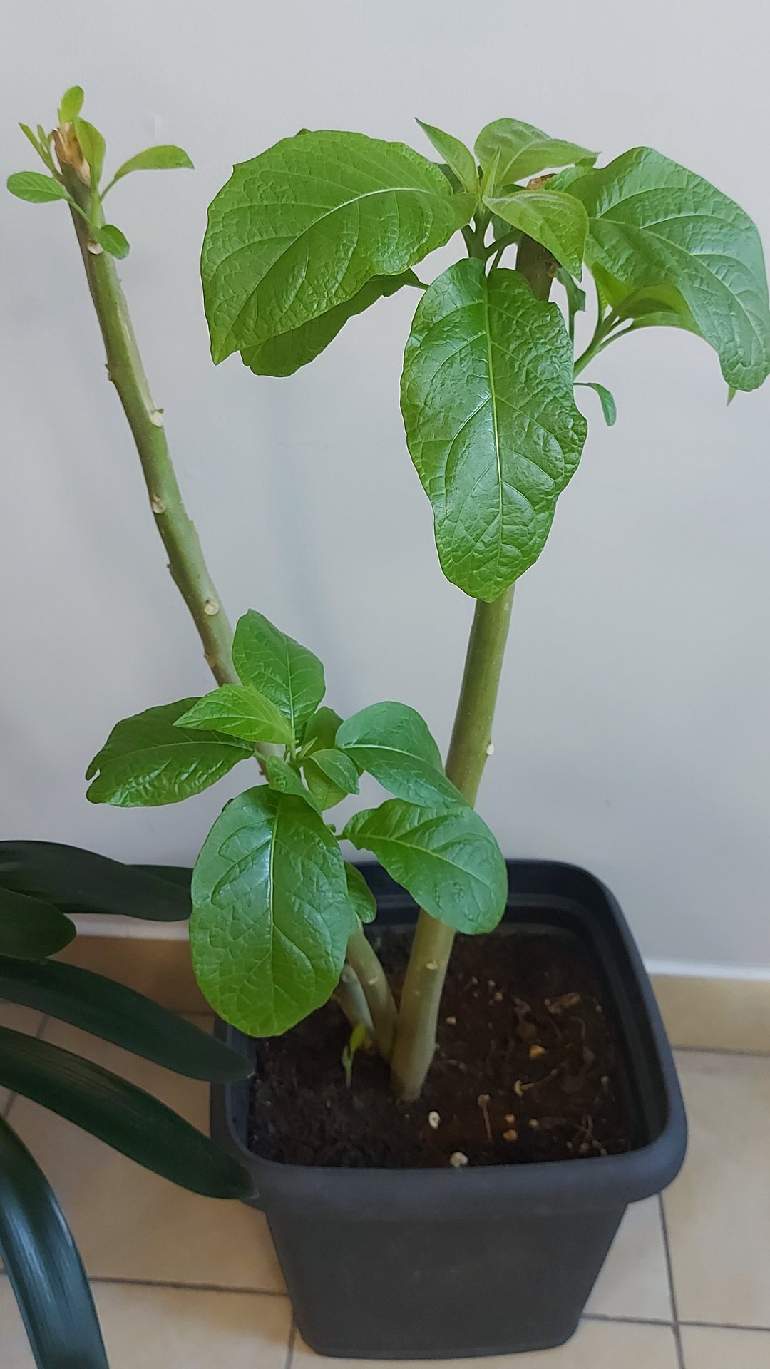 Цветок граммофон-Бругмансия тронулся в рост🌸 смотреть онлайн