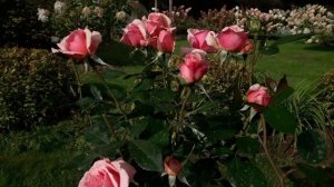 роза Боттичелли, первый год в саду. Сезон  2025