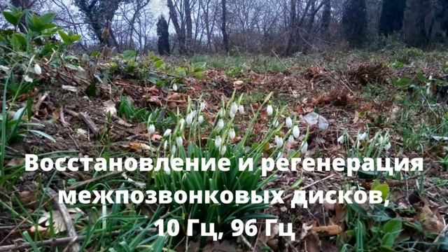 Восстановление и Регенерация Межпозвонковых Дисков*Частоты Райфа 10 и 96 Гц смотреть онлайн