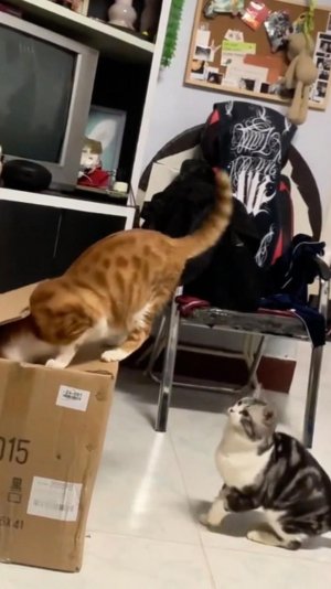 😂 ОТПУСТИ МЕНЯ 🙀 | МОДНЯВЫЙ, НО Я ЛУЧШЕ 🤣 | ОЗВУЧКА ОТ ROMEO 🔥 | #говорящийкот #озвучка #угараю