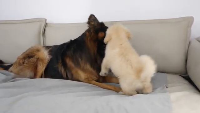 Немецкая овчарка и щенок ретривера становятся друзьями - 2025 год смотреть онлайн