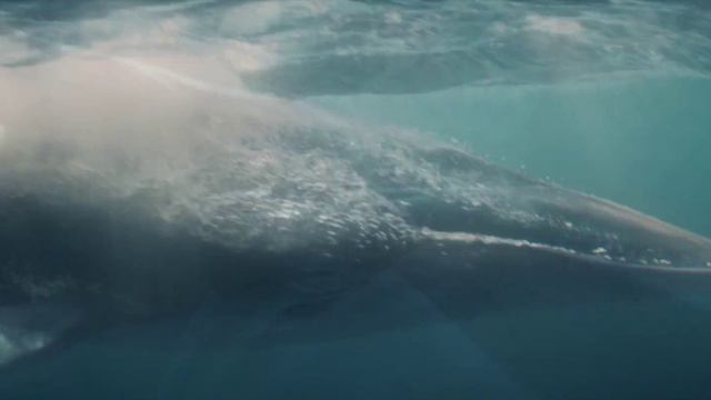 Моана (2026) Moana смотреть онлайн