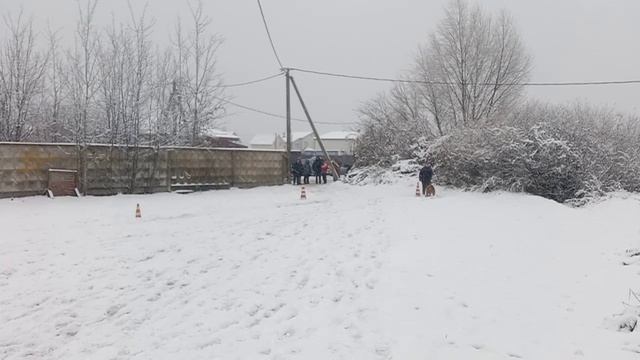 8. выражено/перв NEGUS KARIL*S ZNATA (Ромео из Новой Сибири – Negus Karil*S Emmanuel Belkanto) смотреть онлайн