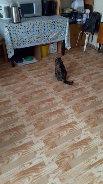 Даём что сами кушаем, не ест, подавай ей мясо и что-нибудь по шикарнее смотреть онлайн