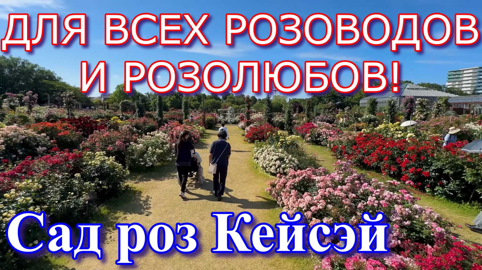 ЭТО НАДО ВИДЕТЬ! Японский розарий Кейсэй