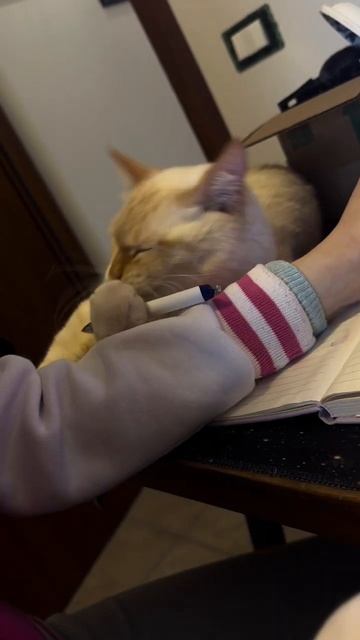 Мой итальянский коллега)  #италия #travel #котики  #жизньвиталии #замужаиталию #europe #сарказм