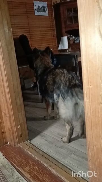 Немецкая овчарка Нира, 9 месяцев смотреть онлайн