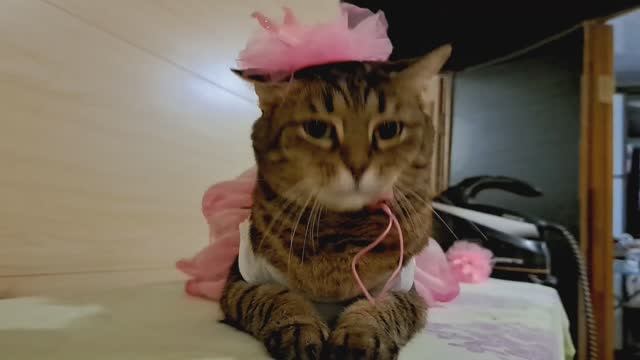 Кто любит животных, скорее заходите! У нас ДНЮХА! 2 года девчатам!🎉🎉🎉 смотреть онлайн