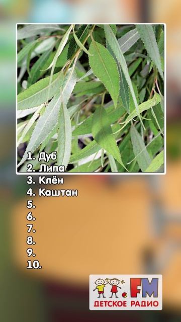 Рубрика "Что за дерево?" А сколько правильных ответов дашь ты? #детскоерадио #игра #отгадай смотреть онлайн