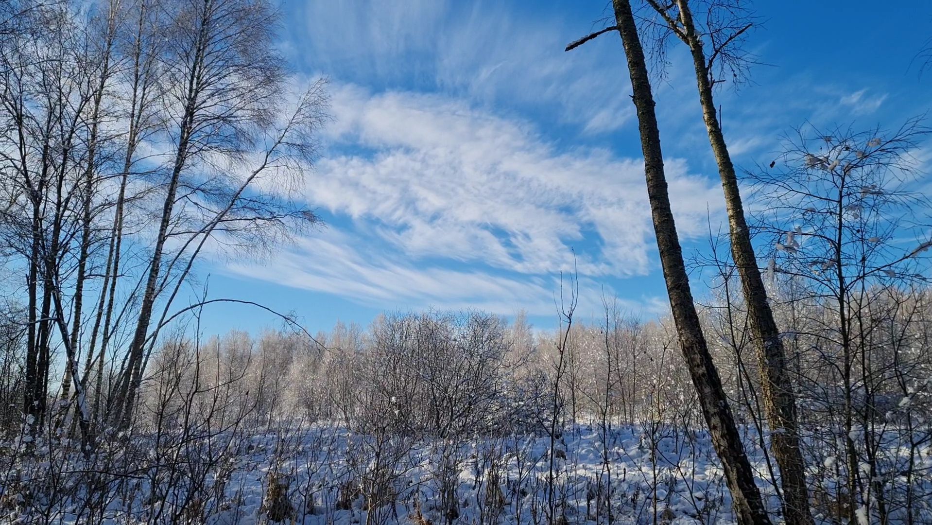Сияющий лес, бобровые плотины и приятный вечер смотреть онлайн