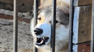 Чеза пришла за мной