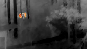 КАБАН В ТЕПЛОВИЗОР #shorts