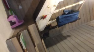 Симба и Бэня кошки, мама и дочь