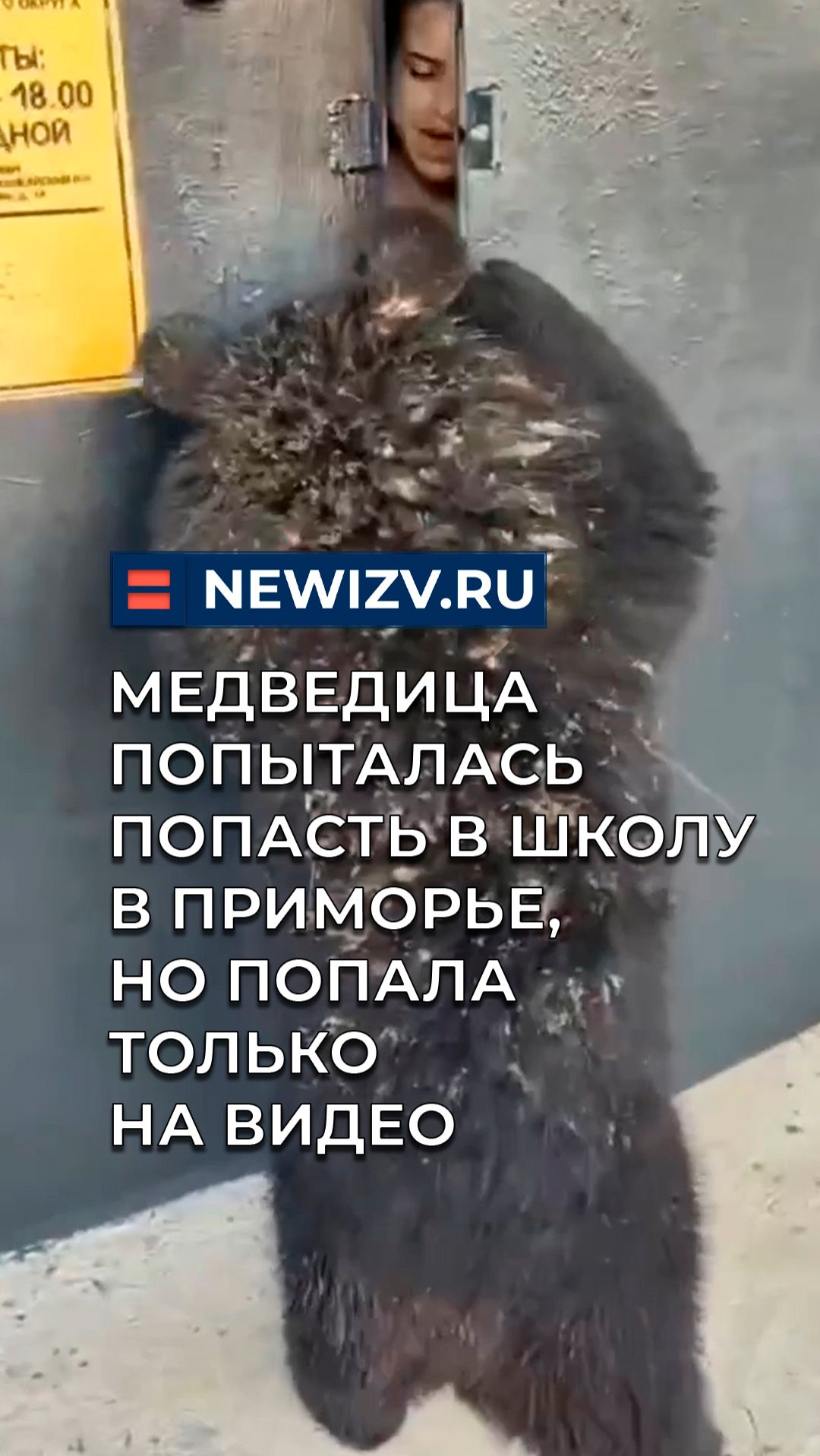 Медведица попыталась попасть в школу в Приморье, но попала только на видео смотреть онлайн