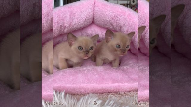 Шоколадные бурманские котята - Jupiter & Janus Freya Way смотреть онлайн