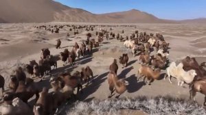 🐫Во Внутренней Монголии началась сезонная миграция верблюдов