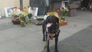 ДеньД @ Сергей Довлатов @ Авторадио @ Волонтеры @ Жил Был Пёс @ Моя Жизнь Кино @ Музей Псов