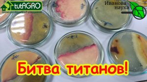 ТРИХОДЕРМА - БЕСПОЛЕЗНАЯ ТРАТА ДЕНЕГ? Открытие правды о Триходерме для огорода.