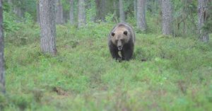 Животные.Большой бурый медведь