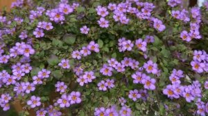 Цветение бакопы в сентябре